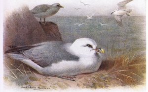 Fulmar